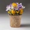 Fast Growing Trees Tabletop Bulb Gardens Spring Blooming Mixed Crocus Bulbs Pot 1 Fast Growing Trees Tabletop Bulb Gardens Spring Blooming Mixed Crocus Bulbs Pot