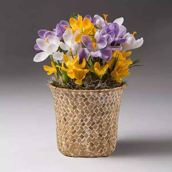 Fast Growing Trees Tabletop Bulb Gardens Spring Blooming Mixed Crocus Bulbs Pot 3 Fast Growing Trees Tabletop Bulb Gardens Spring Blooming Mixed Crocus Bulbs Pot