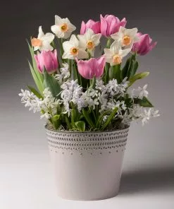 Fast Growing Trees Soft & Sweet Bulb Garden 5 Fast Growing Trees Soft & Sweet Bulb Garden