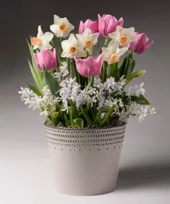 Fast Growing Trees Soft & Sweet Bulb Garden