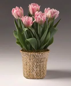 Fast Growing Trees Spring Blooming Tulip Bulbs Pot