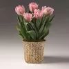 Fast Growing Trees Spring Blooming Tulip Bulbs Pot 2 Fast Growing Trees Spring Blooming Tulip Bulbs Pot