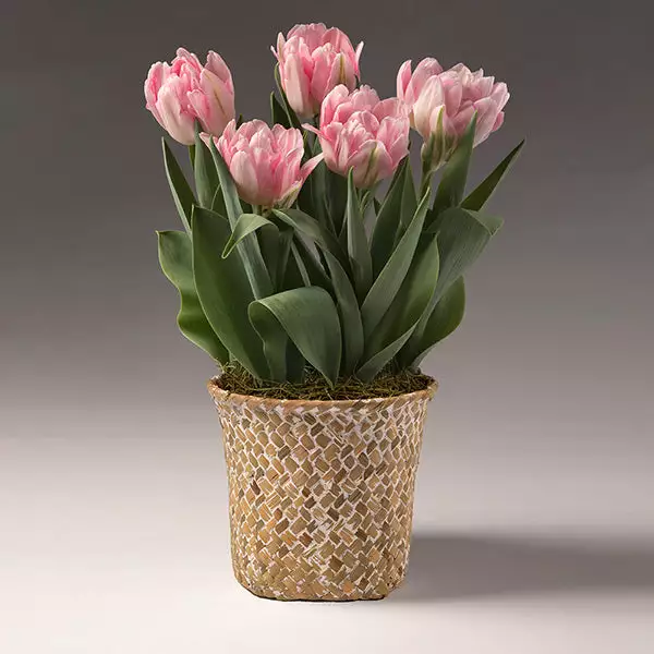 Fast Growing Trees Spring Blooming Tulip Bulbs Pot 3 Fast Growing Trees Spring Blooming Tulip Bulbs Pot