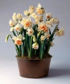 Fast Growing Trees Happily Ever After Narcissus Trio Tabletop Bulb Gardens