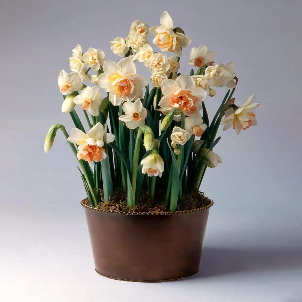 Fast Growing Trees Happily Ever After Narcissus Trio Tabletop Bulb Gardens 4 Fast Growing Trees Happily Ever After Narcissus Trio Tabletop Bulb Gardens
