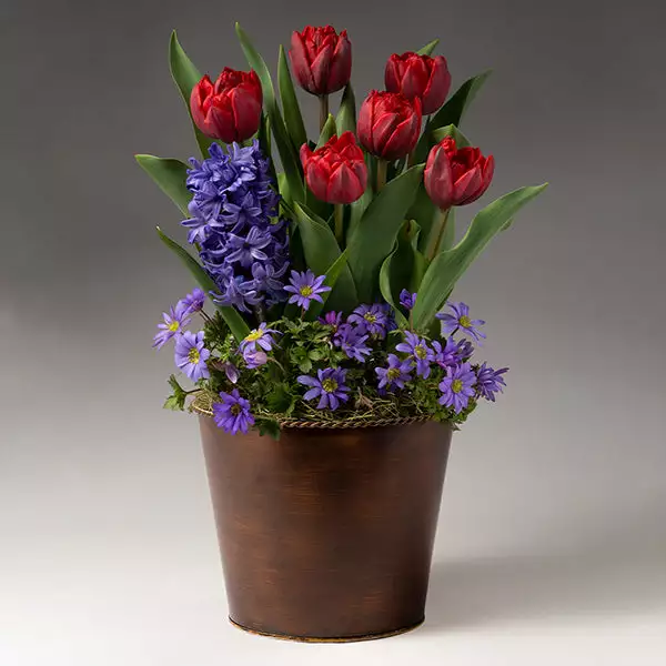 Fast Growing Trees Tabletop Bulb Gardens Red Royalty Bulb Garden 3 Fast Growing Trees Tabletop Bulb Gardens Red Royalty Bulb Garden