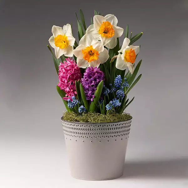 Fast Growing Trees Pure Magic Bulb Garden 3 Fast Growing Trees Pure Magic Bulb Garden