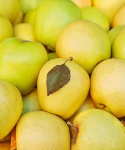 Fast Growing Trees Mutsu (Crispin) Apple Tree Apple Trees 9 Fast Growing Trees Mutsu (Crispin) Apple Tree Apple Trees