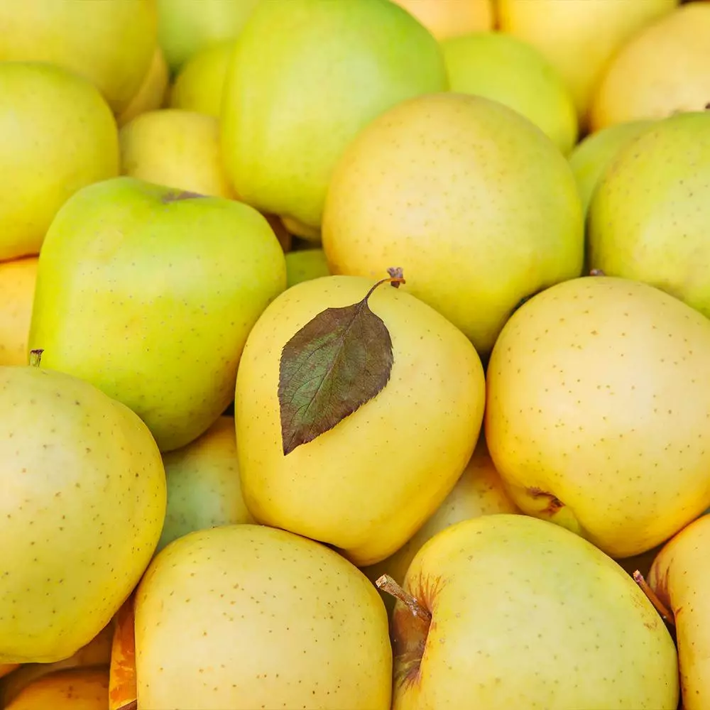 Fast Growing Trees Mutsu (Crispin) Apple Tree Apple Trees 5 Fast Growing Trees Mutsu (Crispin) Apple Tree Apple Trees