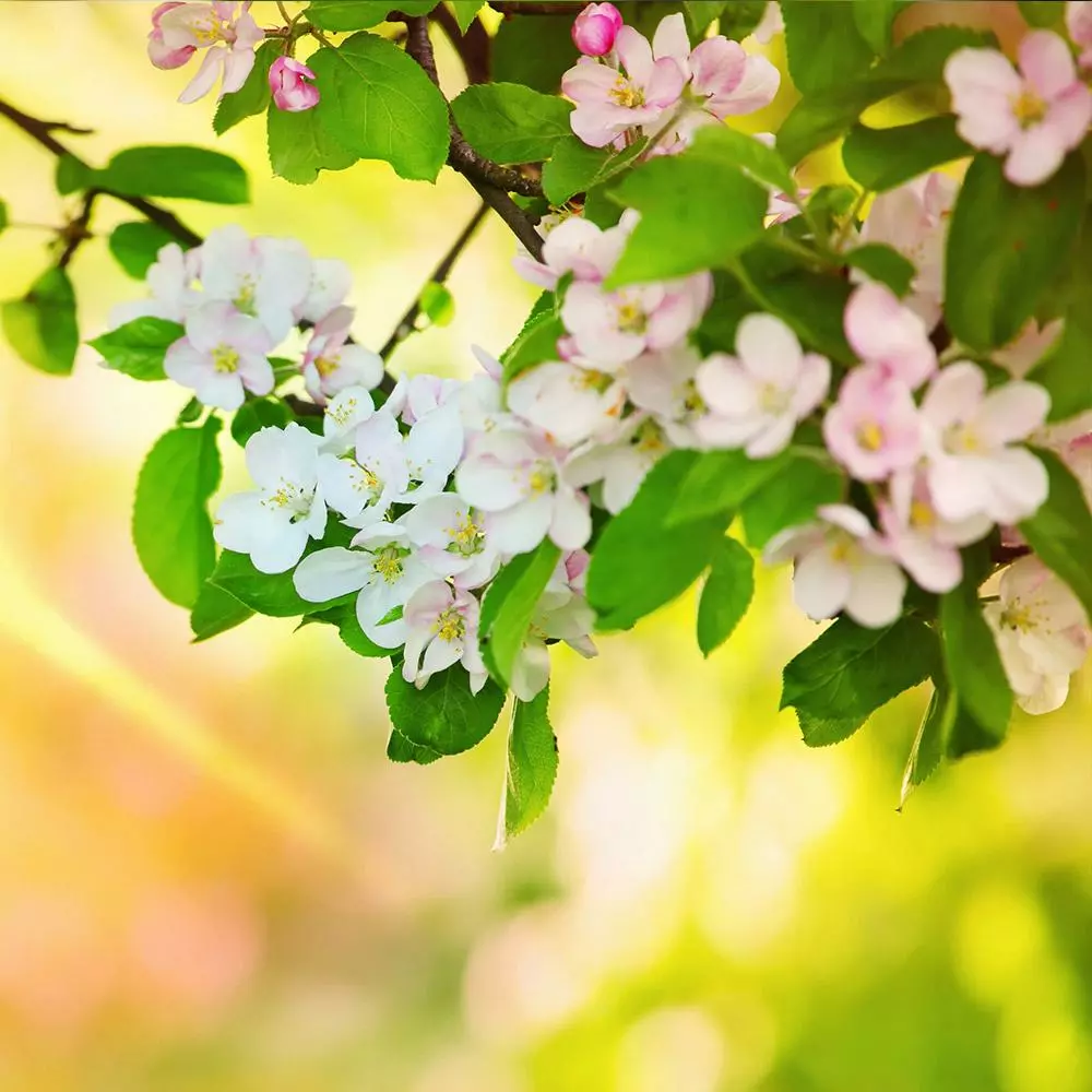 Fast Growing Trees Mutsu (Crispin) Apple Tree Apple Trees 7 Fast Growing Trees Mutsu (Crispin) Apple Tree Apple Trees