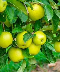 Fast Growing Trees Mutsu (Crispin) Apple Tree Apple Trees