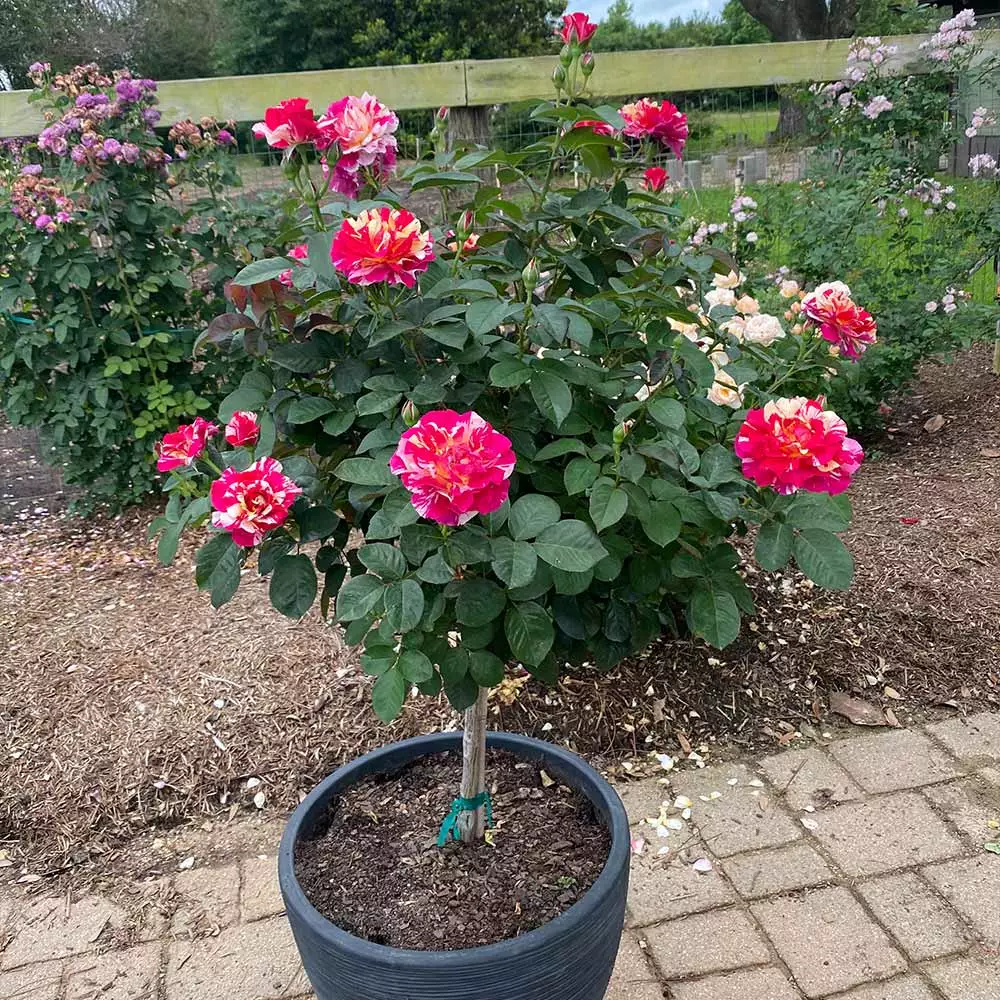 Fast Growing Trees Maurice Utrillo™ Rose Tree 4 Fast Growing Trees Maurice Utrillo™ Rose Tree