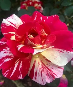 Fast Growing Trees Maurice Utrillo™ Rose Tree 7 Fast Growing Trees Maurice Utrillo™ Rose Tree