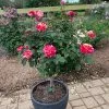Fast Growing Trees Maurice Utrillo™ Rose Tree 2 Fast Growing Trees Maurice Utrillo™ Rose Tree