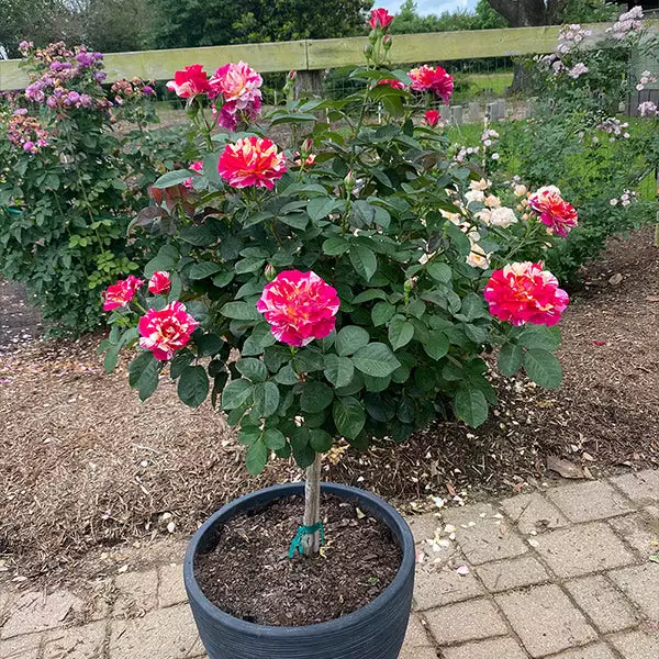 Fast Growing Trees Maurice Utrillo™ Rose Tree 3 Fast Growing Trees Maurice Utrillo™ Rose Tree