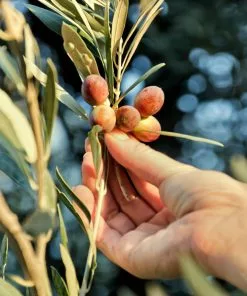 Fast Growing Trees Maurino Olive Tree 8 Fast Growing Trees Maurino Olive Tree