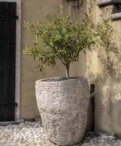 Fast Growing Trees Maurino Olive Tree 9 Fast Growing Trees Maurino Olive Tree