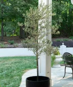 Fast Growing Trees Maurino Olive Tree