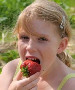 Fast Growing Trees Maxim Strawberry Strawberry Plants 9 Fast Growing Trees Maxim Strawberry Strawberry Plants