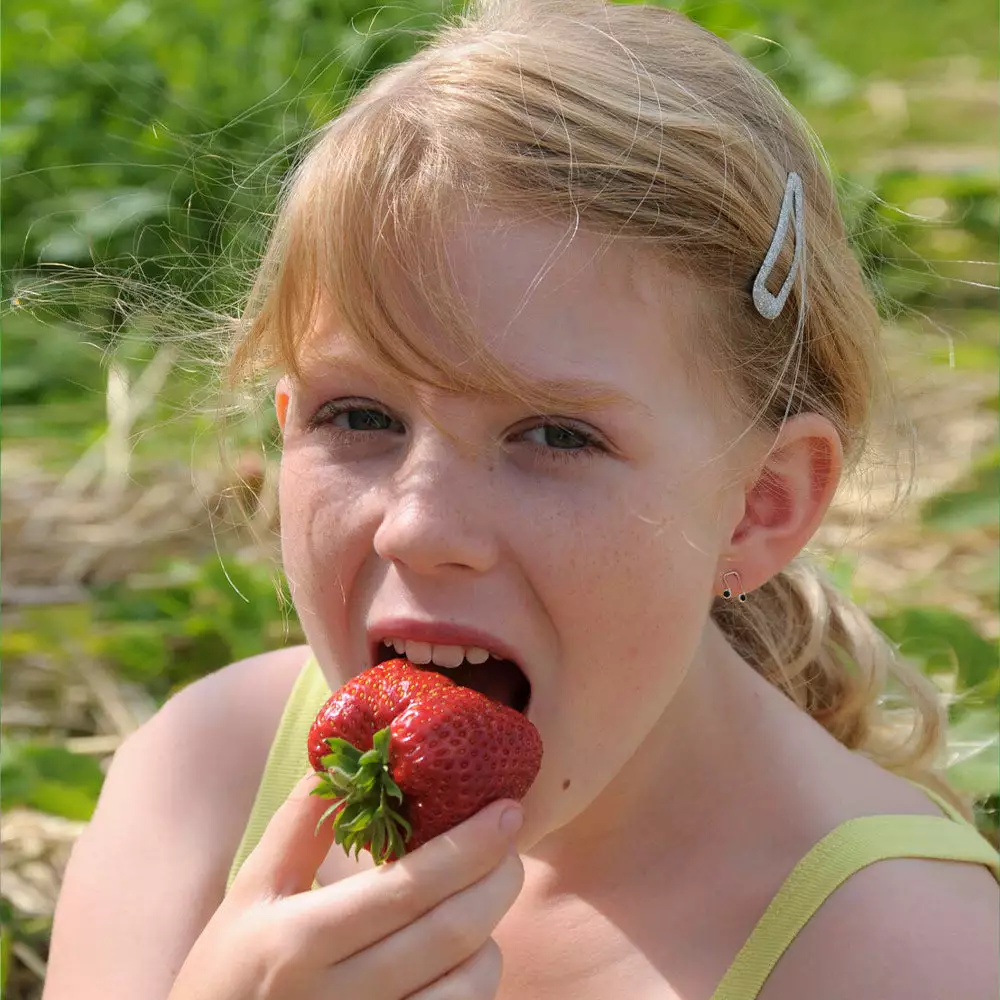 Fast Growing Trees Maxim Strawberry Strawberry Plants 6 Fast Growing Trees Maxim Strawberry Strawberry Plants