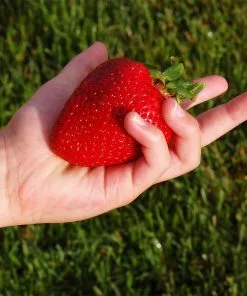 Fast Growing Trees Maxim Strawberry Strawberry Plants 7 Fast Growing Trees Maxim Strawberry Strawberry Plants