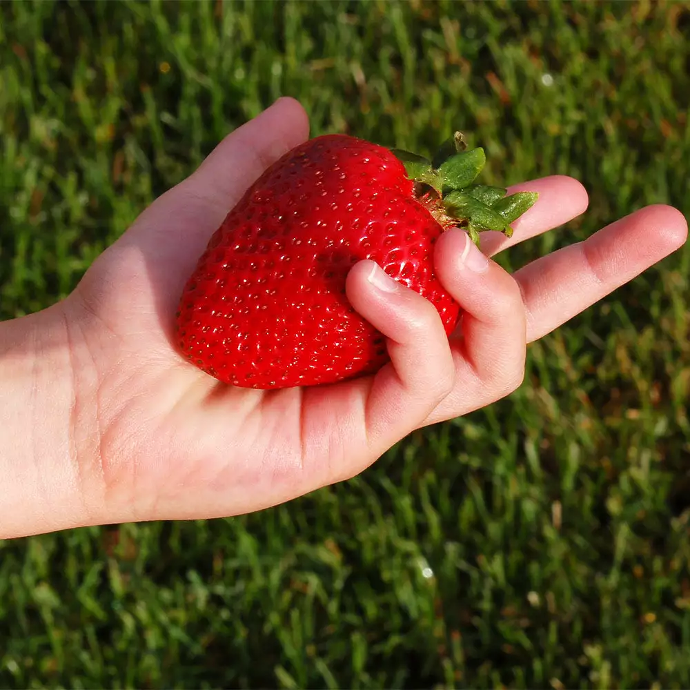 Fast Growing Trees Maxim Strawberry Strawberry Plants 4 Fast Growing Trees Maxim Strawberry Strawberry Plants