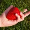 Fast Growing Trees Maxim Strawberry Strawberry Plants 2 Fast Growing Trees Maxim Strawberry Strawberry Plants