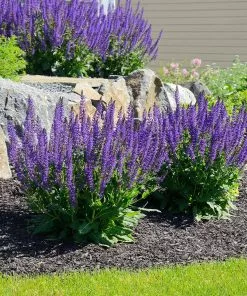 Fast Growing Trees May Night Salvia