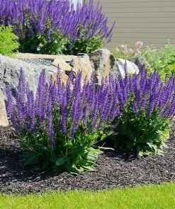 Fast Growing Trees May Night Salvia