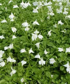 Fast Growing Trees Creeping Mazus Plants For Wet Areas 10 Fast Growing Trees Creeping Mazus Plants For Wet Areas