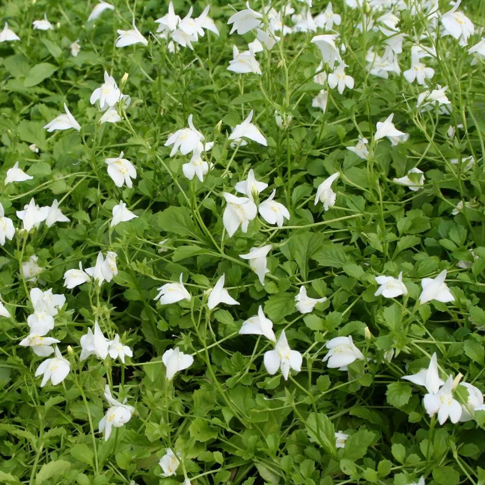 Fast Growing Trees Creeping Mazus Plants For Wet Areas 6 Fast Growing Trees Creeping Mazus Plants For Wet Areas