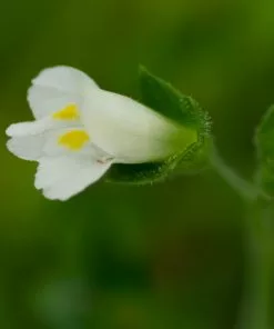 Fast Growing Trees Creeping Mazus Plants For Wet Areas 11 Fast Growing Trees Creeping Mazus Plants For Wet Areas