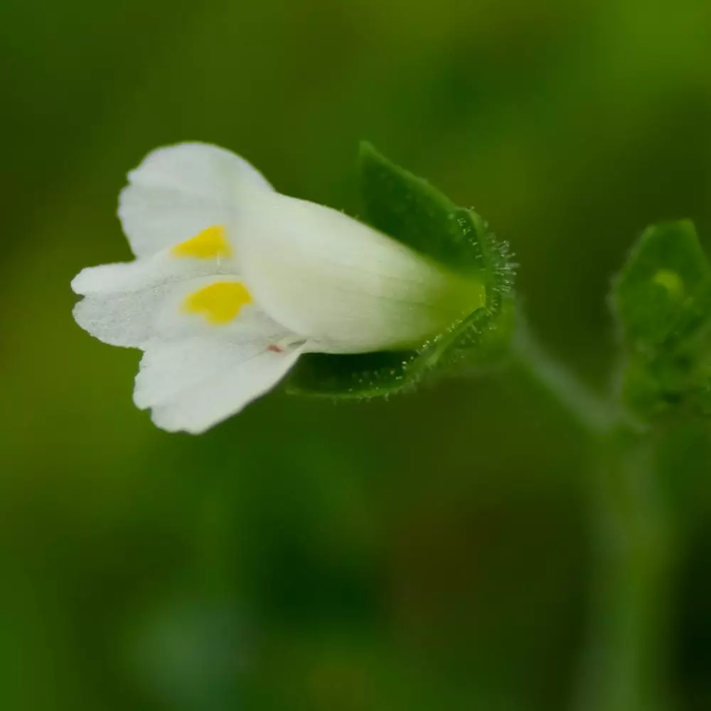 Fast Growing Trees Creeping Mazus Plants For Wet Areas 7 Fast Growing Trees Creeping Mazus Plants For Wet Areas