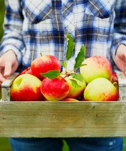 Fast Growing Trees Apple Trees Honeycrisp™ & McIntosh Twisted Apple Tree 11 Fast Growing Trees Apple Trees Honeycrisp™ & McIntosh Twisted Apple Tree