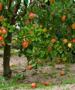 Fast Growing Trees McIntosh Apple Tree Apple Trees 9 Fast Growing Trees McIntosh Apple Tree Apple Trees