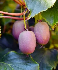 Fast Growing Trees Meader Hardy Kiwi