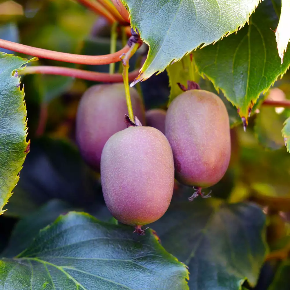 Fast Growing Trees Meader Hardy Kiwi 4 Fast Growing Trees Meader Hardy Kiwi