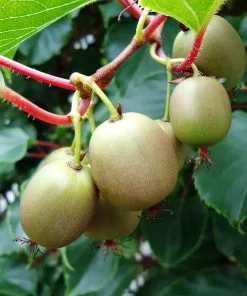 Fast Growing Trees Meader Hardy Kiwi 9 Fast Growing Trees Meader Hardy Kiwi