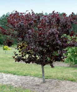 Fast Growing Trees Merlot Redbud Tree