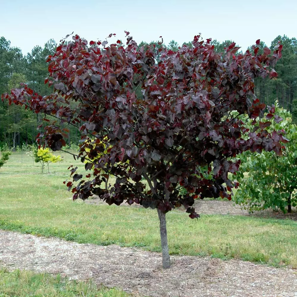 Fast Growing Trees Merlot Redbud Tree 4 Fast Growing Trees Merlot Redbud Tree
