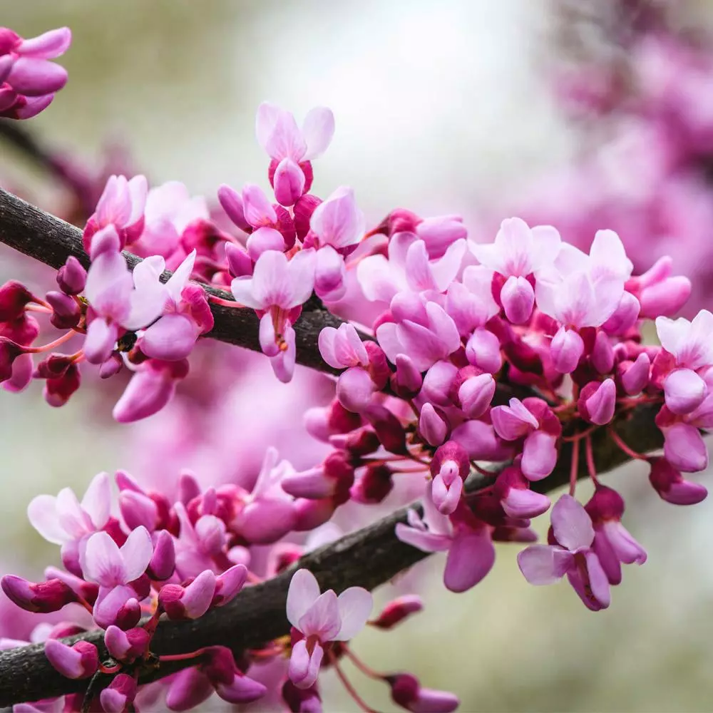 Fast Growing Trees Merlot Redbud Tree 6 Fast Growing Trees Merlot Redbud Tree