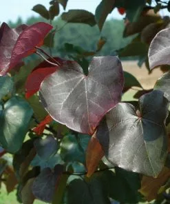 Fast Growing Trees Merlot Redbud Tree