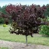 Fast Growing Trees Merlot Redbud Tree 1 Fast Growing Trees Merlot Redbud Tree