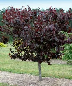 Fast Growing Trees Merlot Redbud Tree