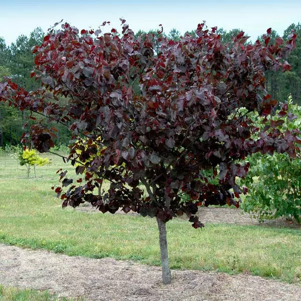 Fast Growing Trees Merlot Redbud Tree 3 Fast Growing Trees Merlot Redbud Tree