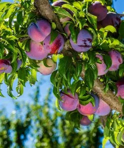 Fast Growing Trees Methley Plum Tree Plum Trees 9 Fast Growing Trees Methley Plum Tree Plum Trees