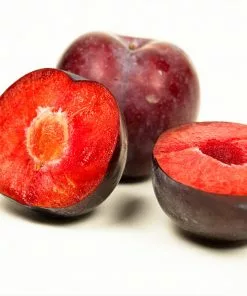 Fast Growing Trees Methley Plum Tree Plum Trees 11 Fast Growing Trees Methley Plum Tree Plum Trees