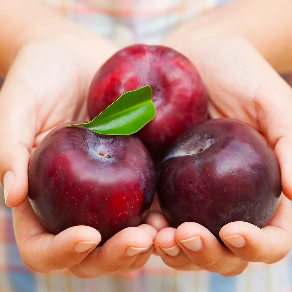 Fast Growing Trees Methley Plum Tree Plum Trees 7 Fast Growing Trees Methley Plum Tree Plum Trees