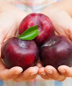 Fast Growing Trees Methley Plum Tree Plum Trees 10 Fast Growing Trees Methley Plum Tree Plum Trees