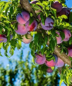 Fast Growing Trees Methley Plum Tree Plum Trees
